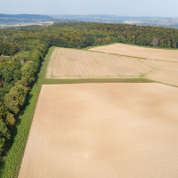 neucalenberg 2020 neucalenberg 2020